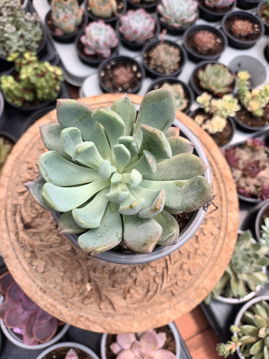 Pachyveria scheideckeri