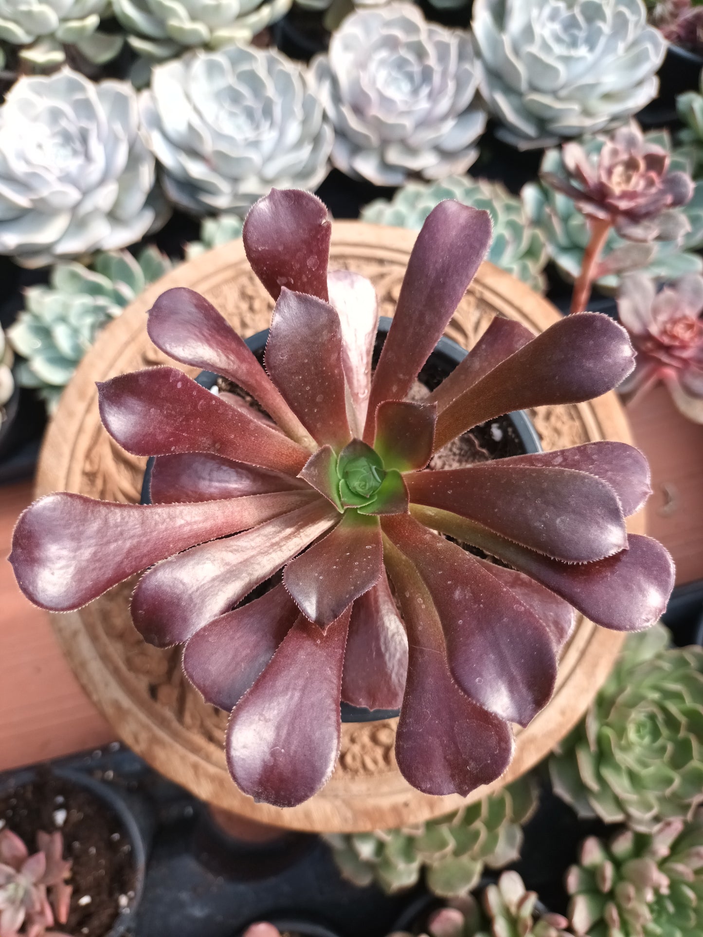 Aeonium velour