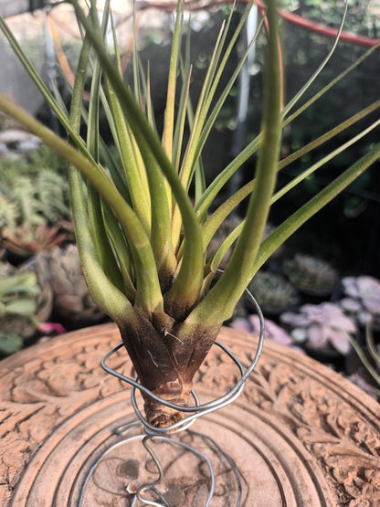 Tillandsia tricolor