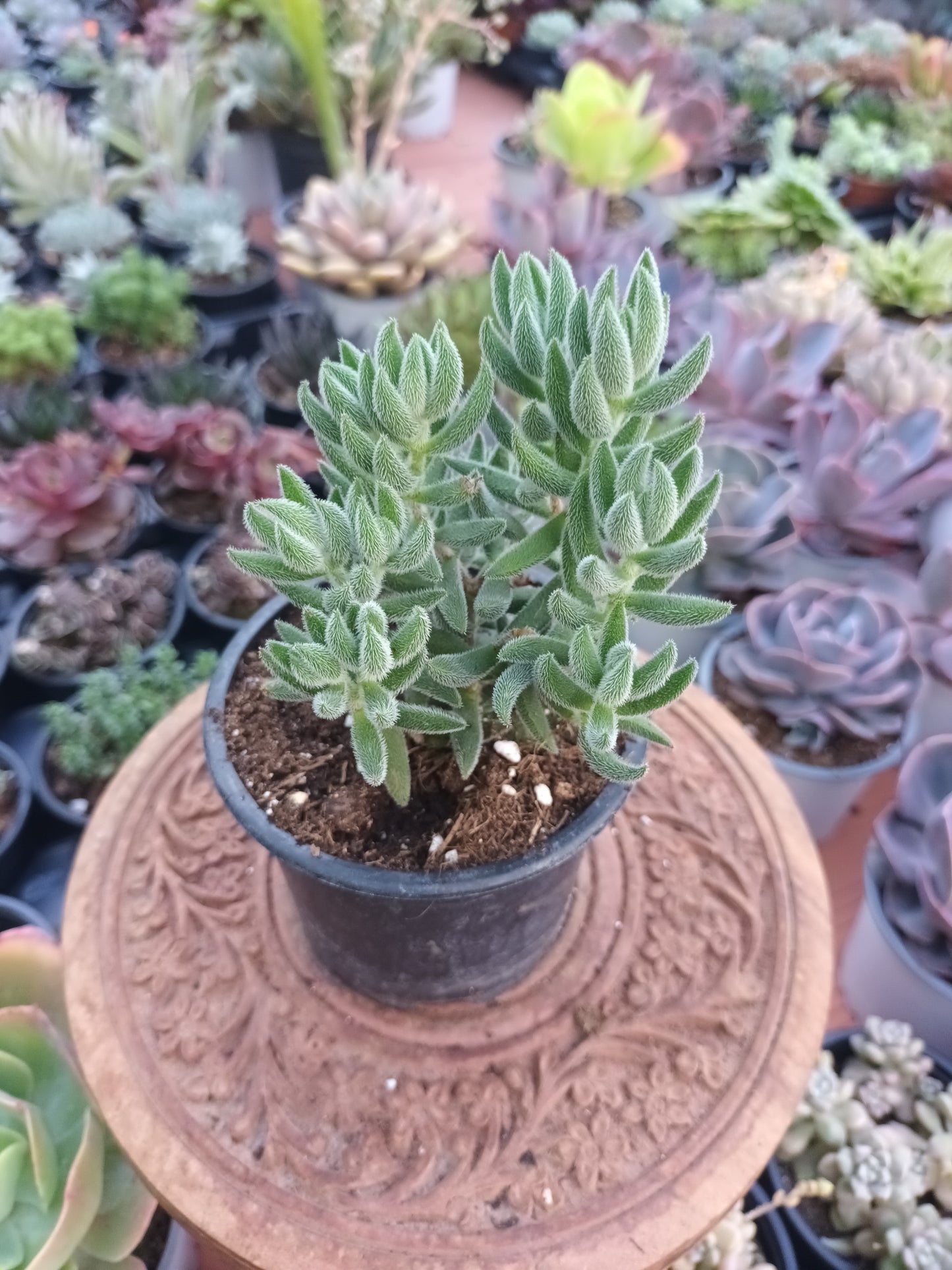 Crassula Mesembryanthoides