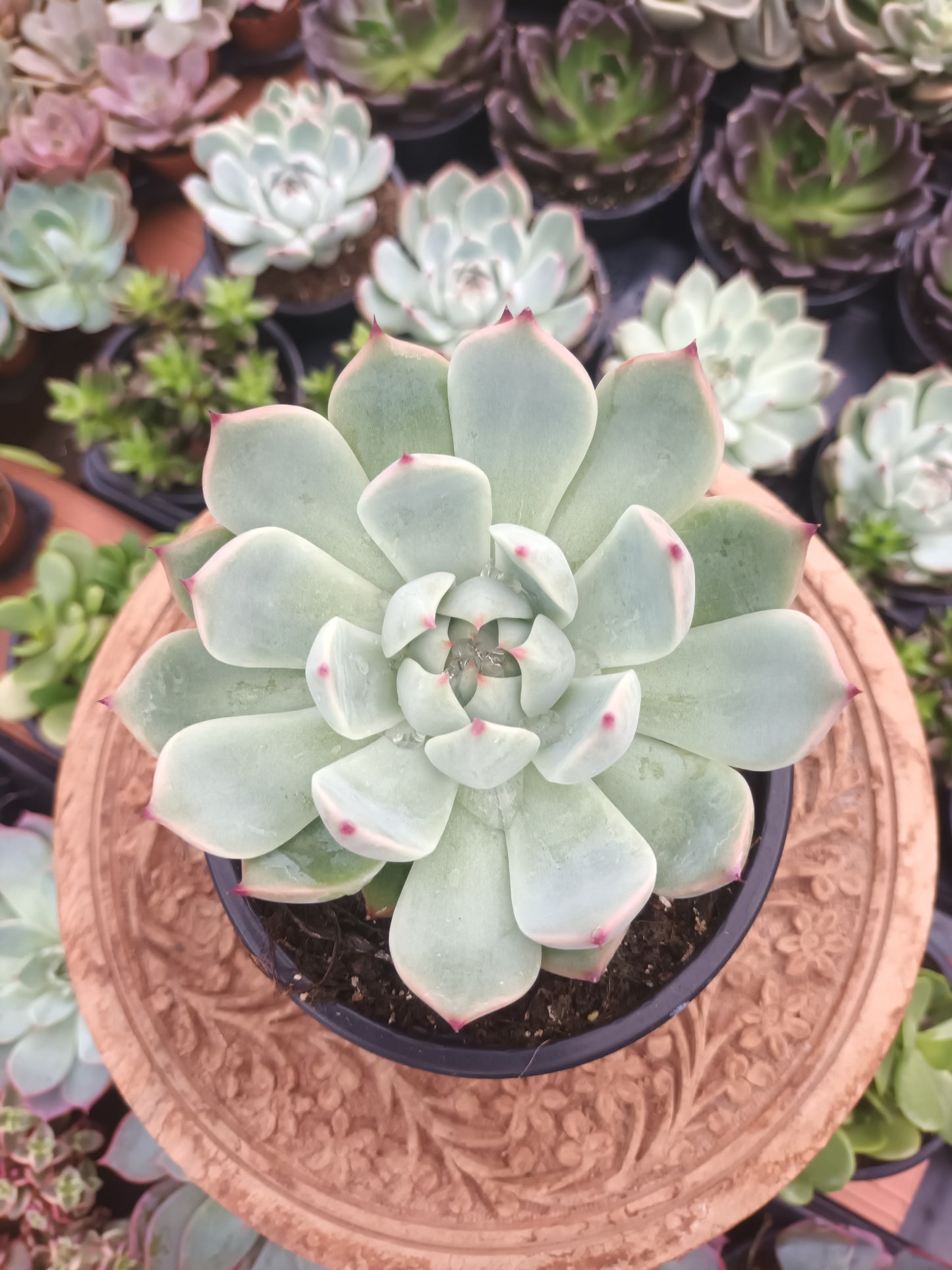 Echeveria chihuahuensis