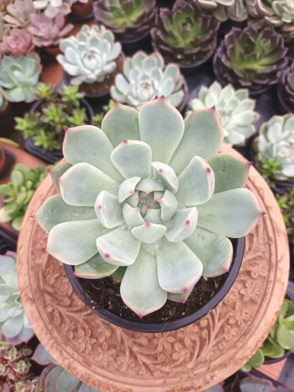 Echeveria chihuahuensis