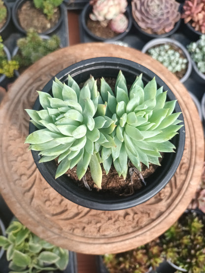 Dudlyveria 'White Sprite '