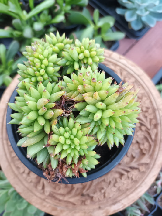 Echeveria agavoides cristata