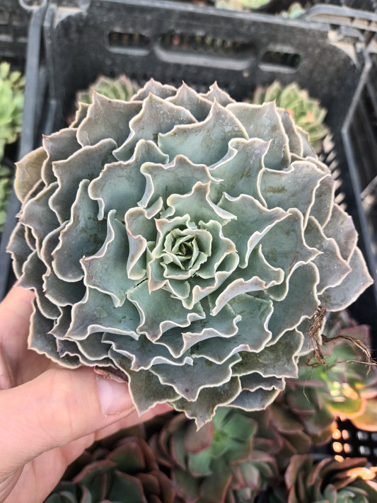 Echeveria shaviana peregrina
