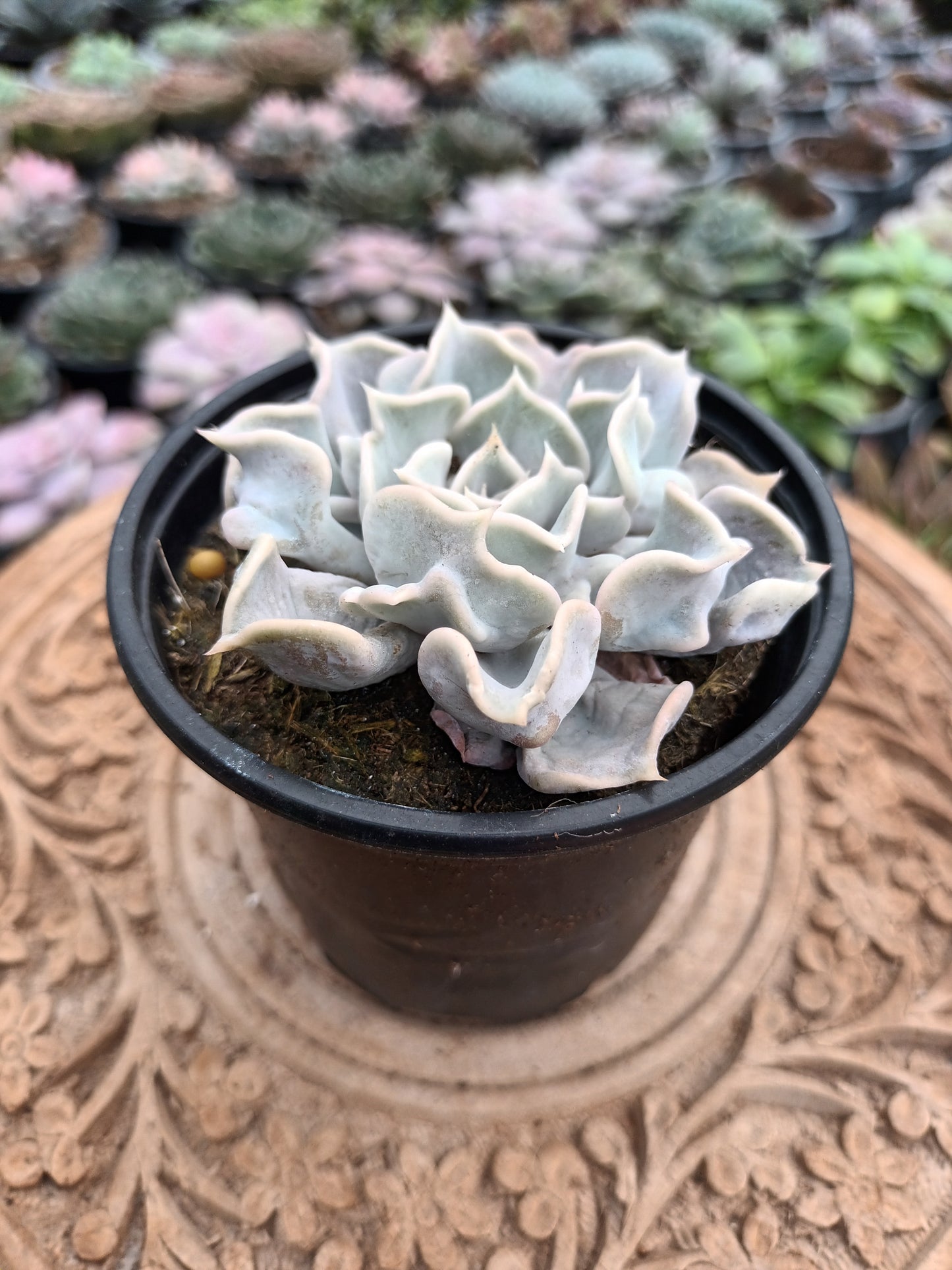 Echeveria Thriller Pearl