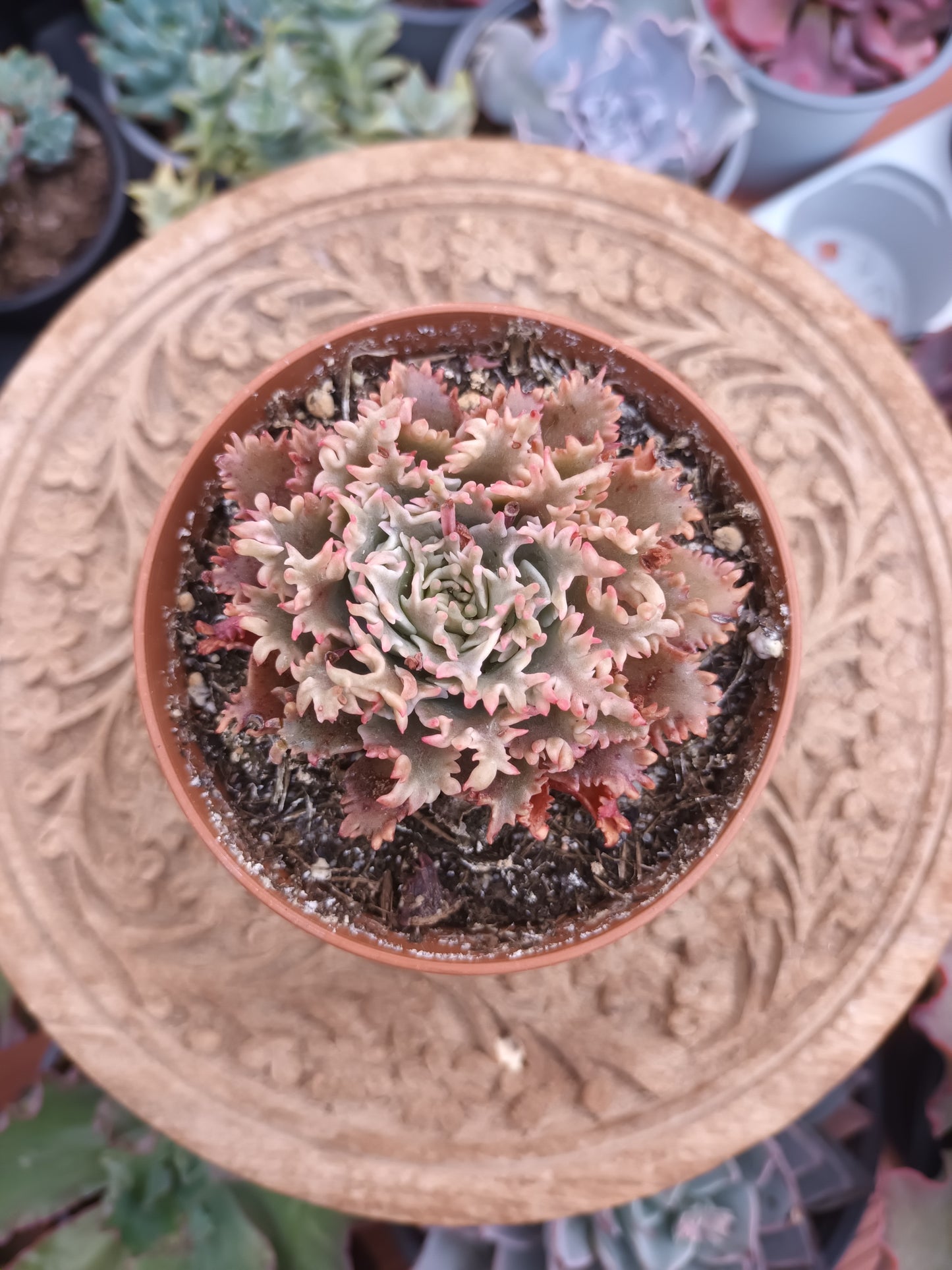 Graptoveria 'starfire'