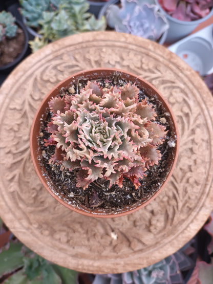 Graptoveria 'starfire'