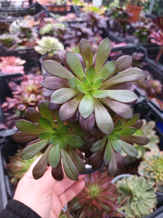 Aeonium arboreum atropurpureum