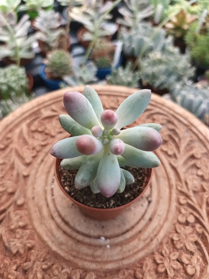 Pachyphytum machucae 'baby finger'
