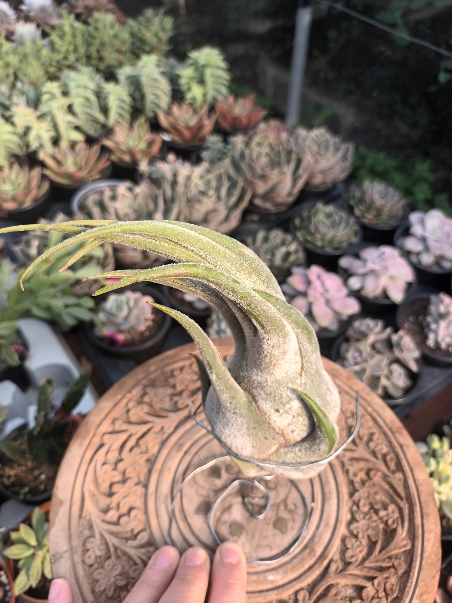 Tillandsia selereiana - M