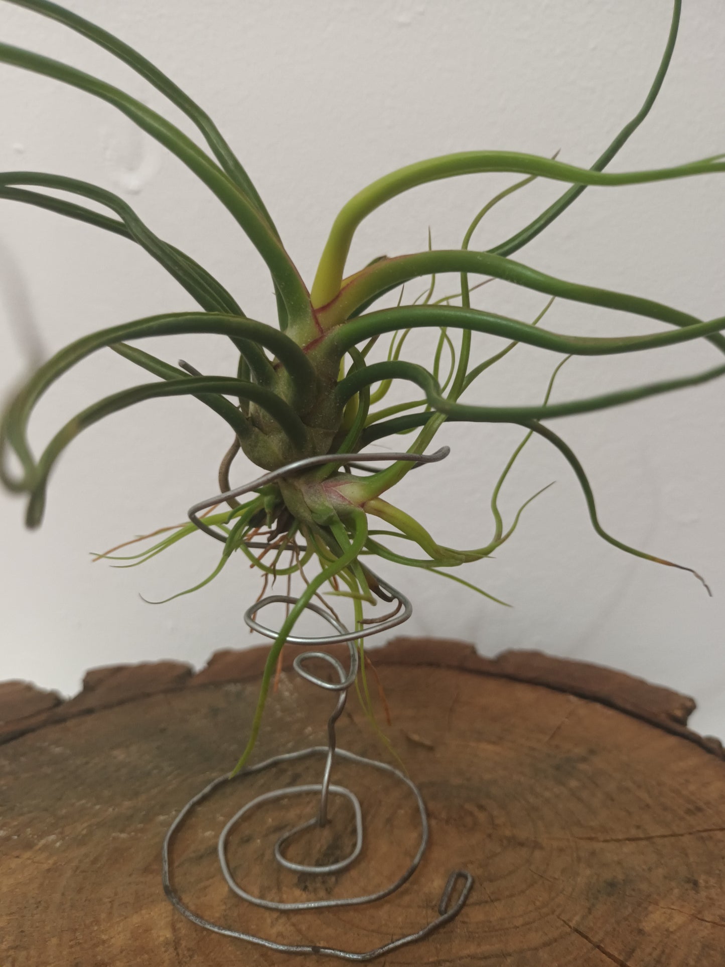 Tillandsia bulbosa - M con hijos