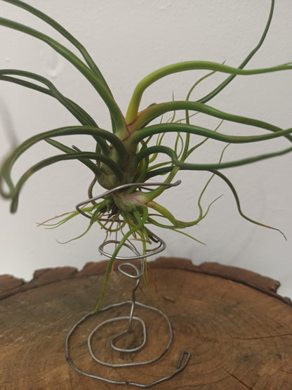Tillandsia bulbosa - M con hijos