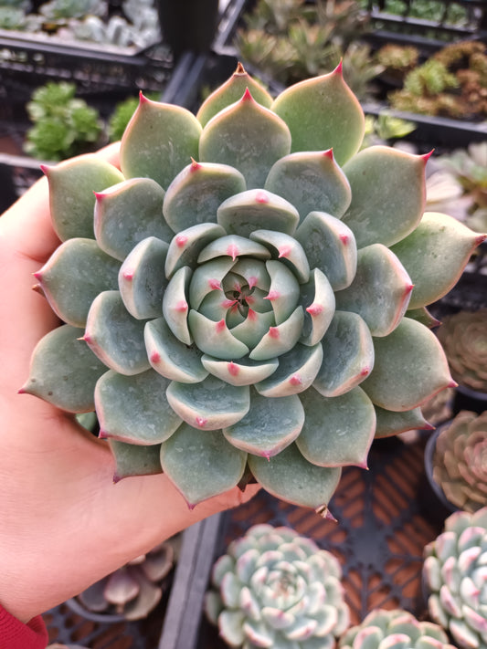 Echeveria chihuahuensis