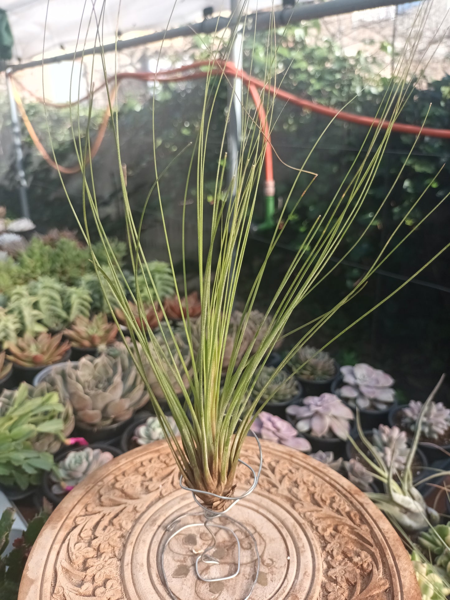 Tillandsia juncifolia -M