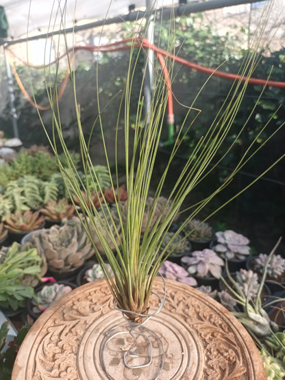 Tillandsia juncifolia -M