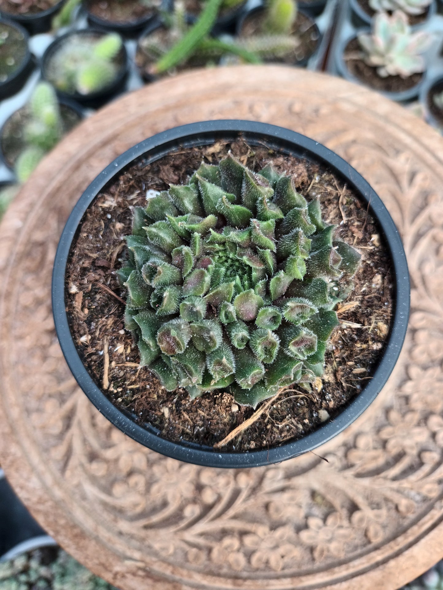 Sempervivun Red Oddity