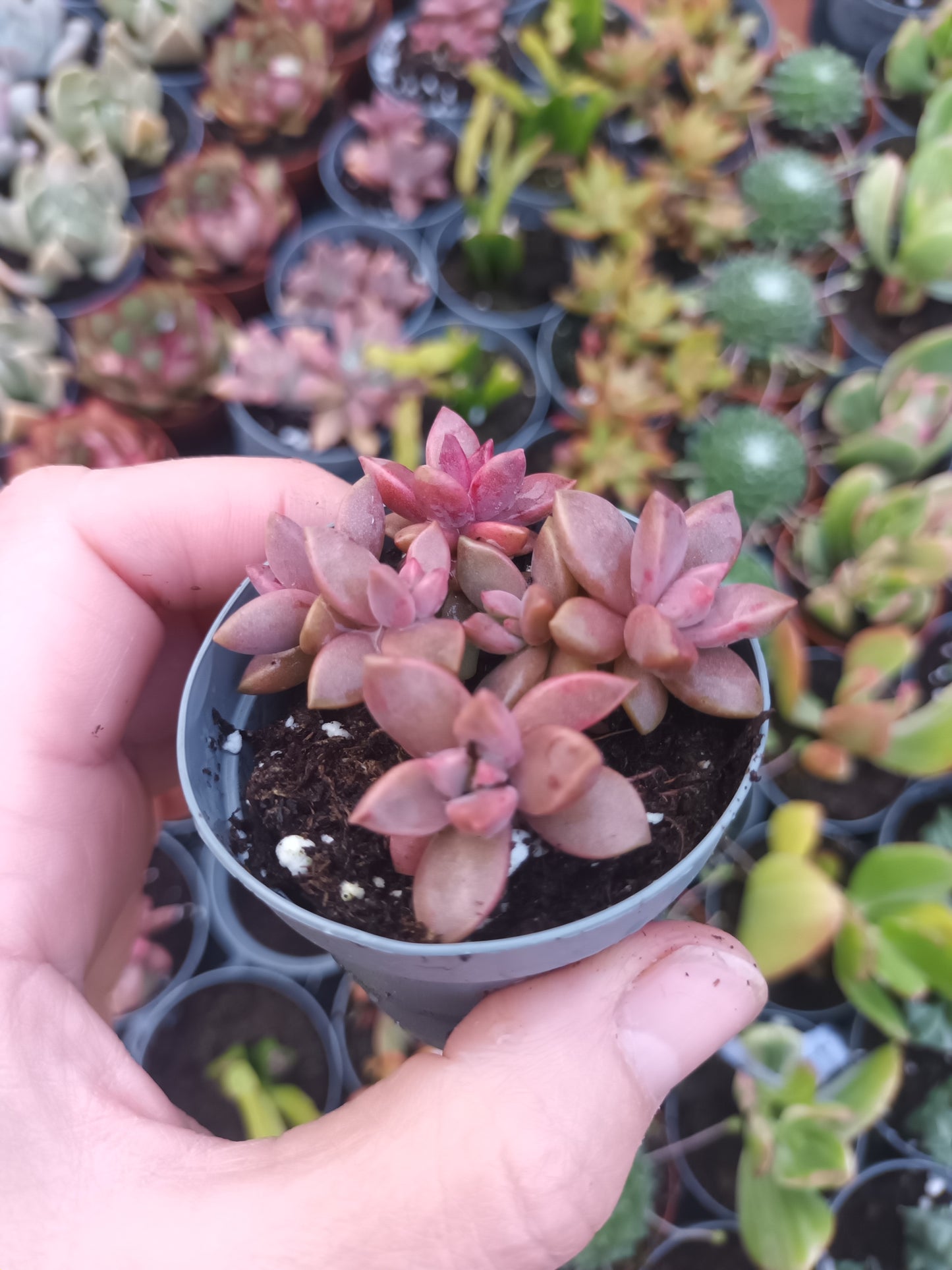 Graptosedum bronce
