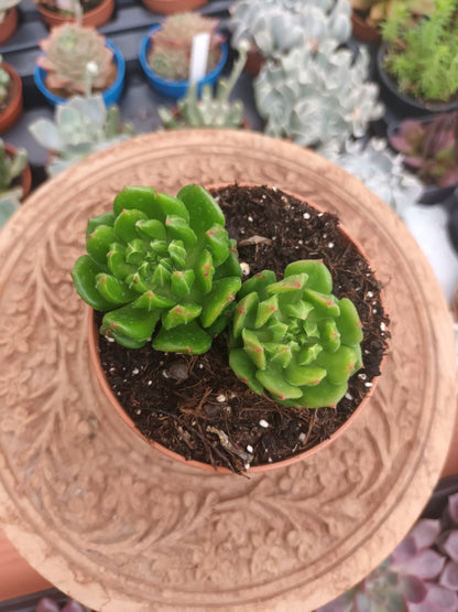 Echeveria red latern