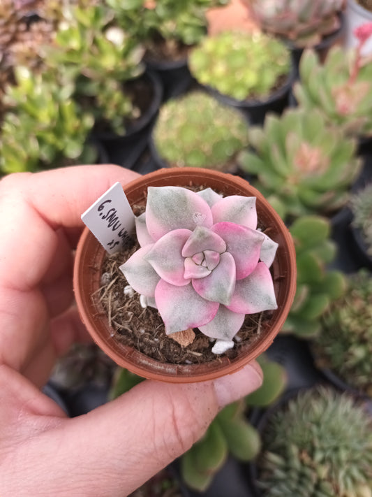 Graptoveria Purple Delight variegata