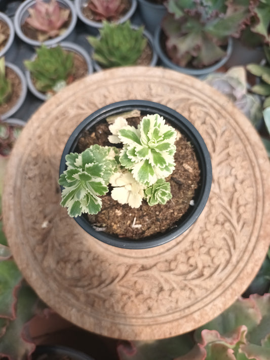Sedum Atlantis Variegata