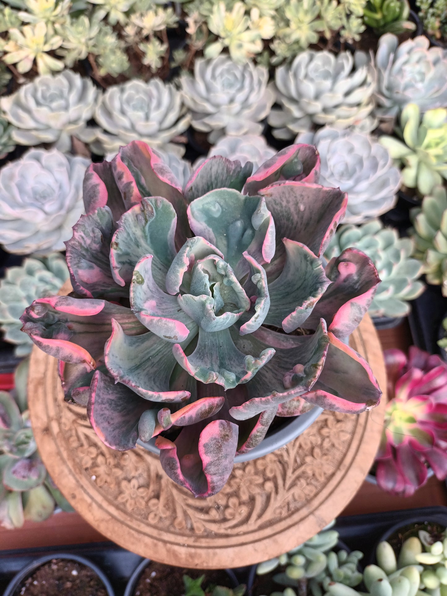 Echeveria Beyonce rainbow