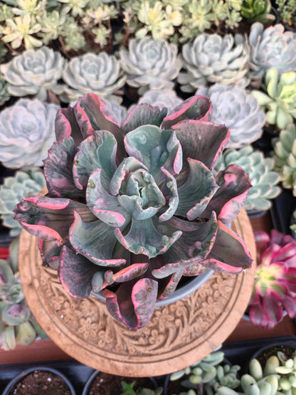 Echeveria Beyonce rainbow