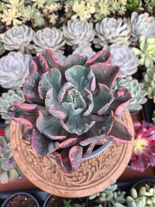 Echeveria Beyonce rainbow