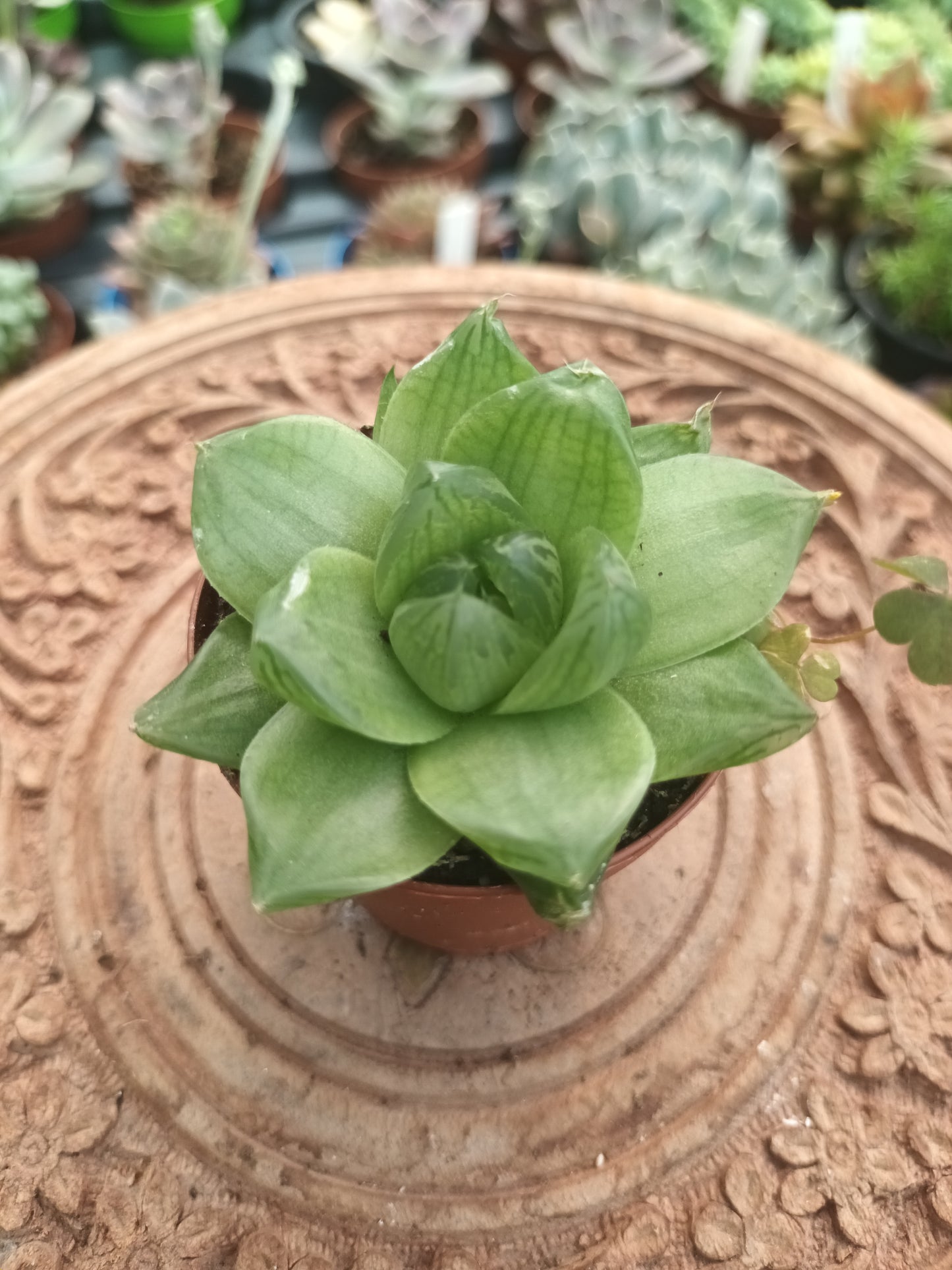 Haworthia King