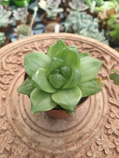Haworthia King