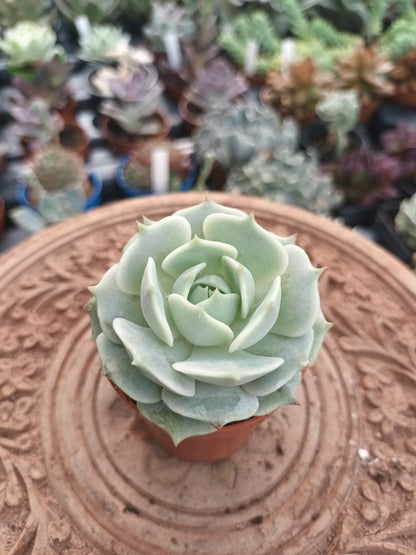 Echeveria Lola