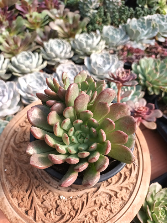 Graptoveria bashful