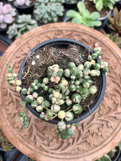 Senecio Rowelyanus Variegata