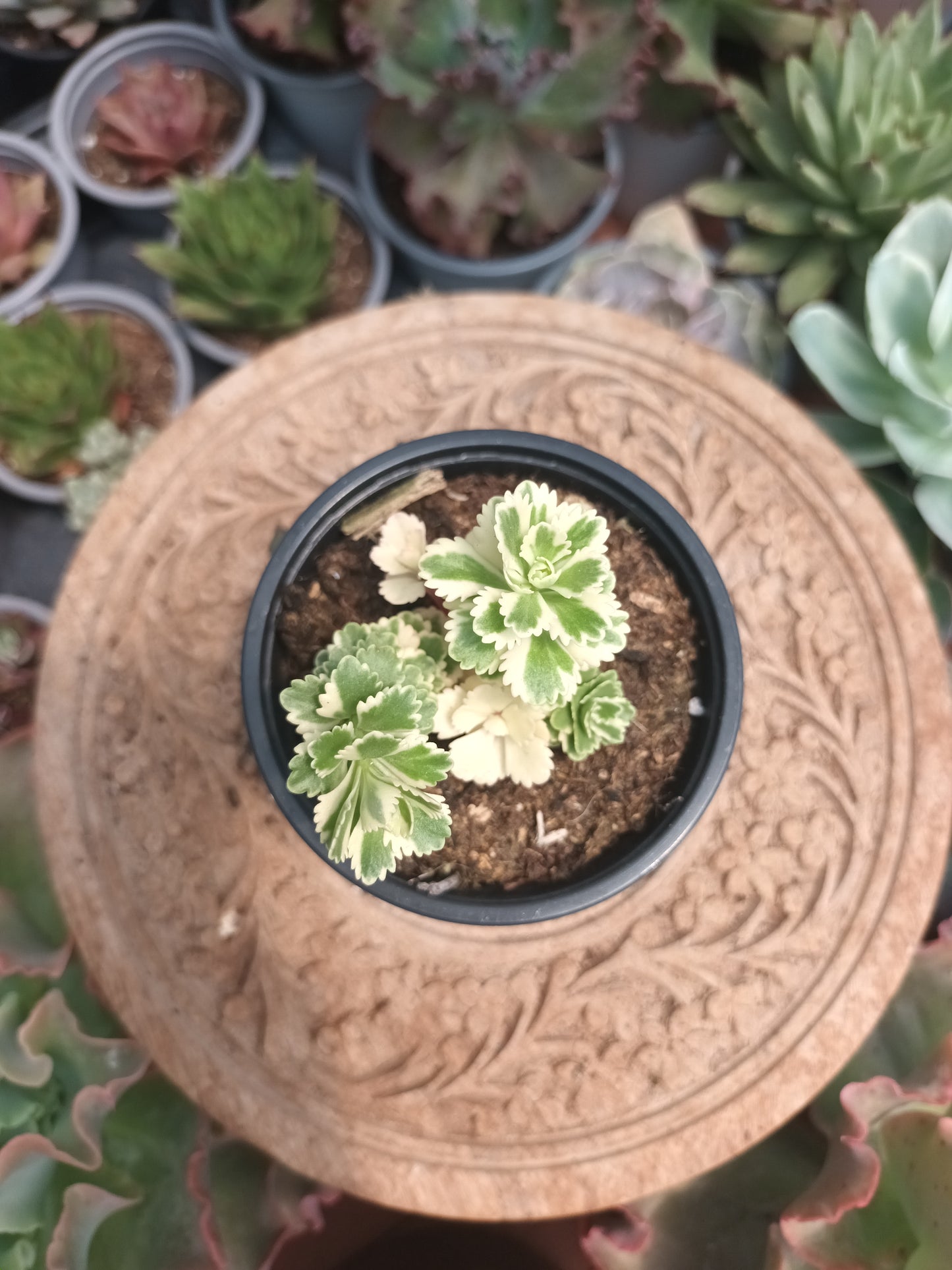 Sedum Atlantis Variegata
