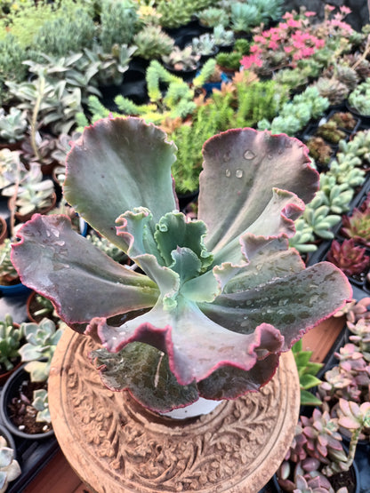 Echeveria gibbiflora