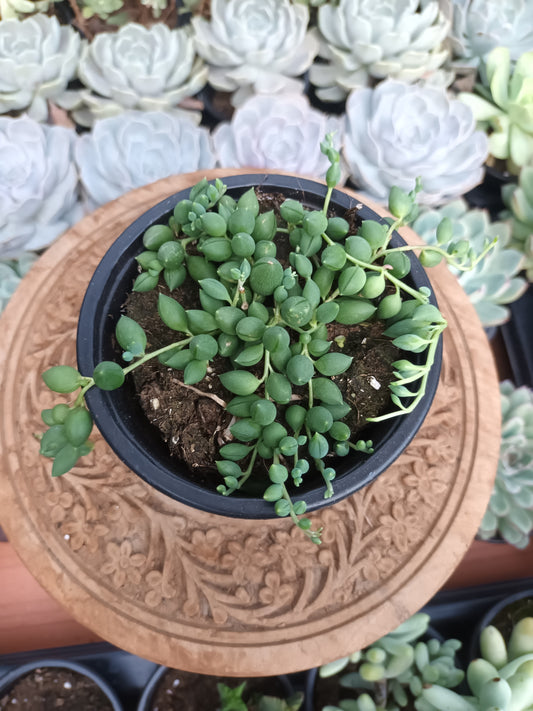 Senecio rowleyanus o senecio rosario