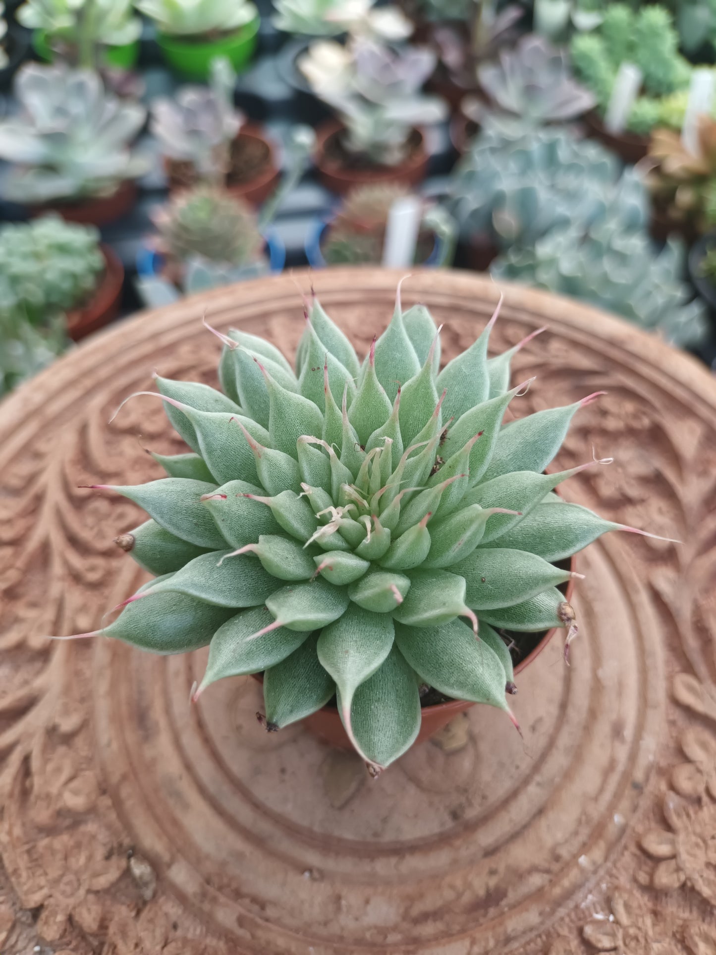 Graptoveria silverstar