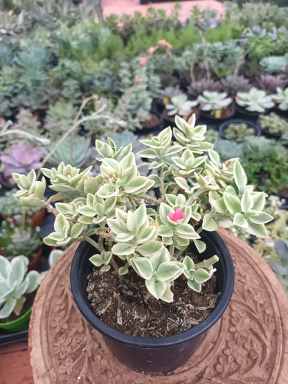 Aptenia cordiflora variegata