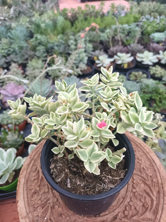 Aptenia cordiflora variegata