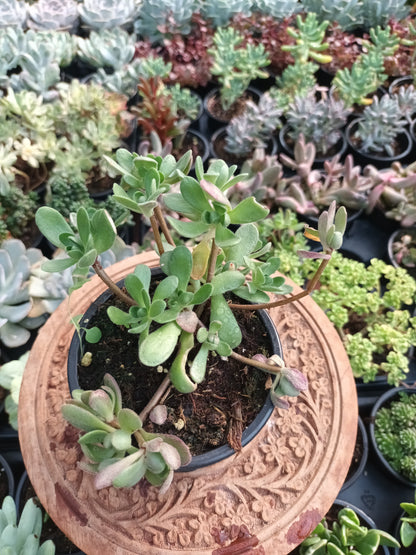 Aeonium saundersii