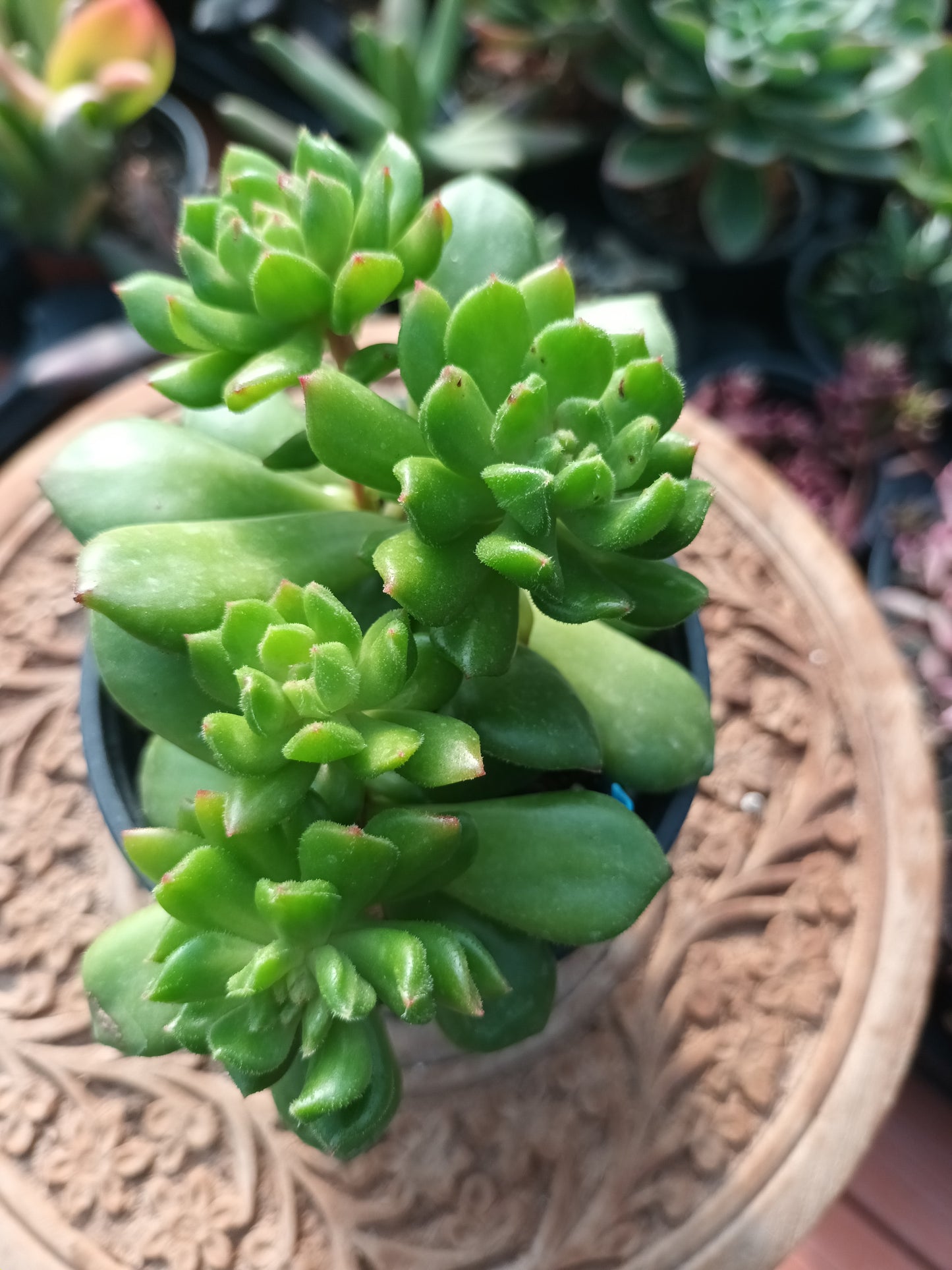 Echeveria red latern