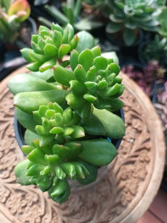 Echeveria red latern