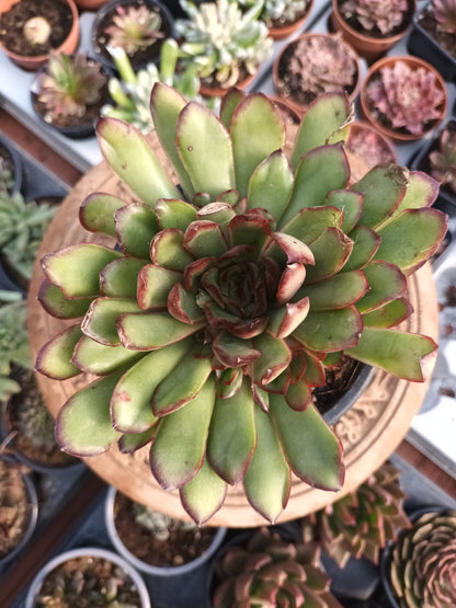 Echeveria pulidonis 'Magma Pearl'