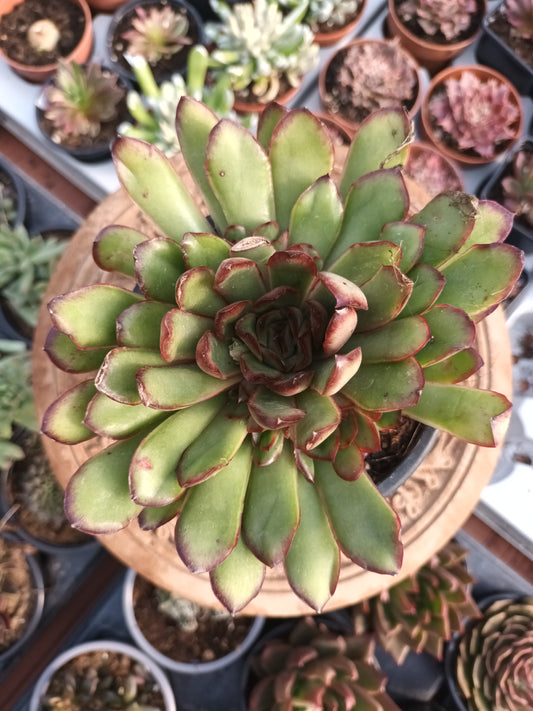 Echeveria pulidonis 'Magma Pearl'