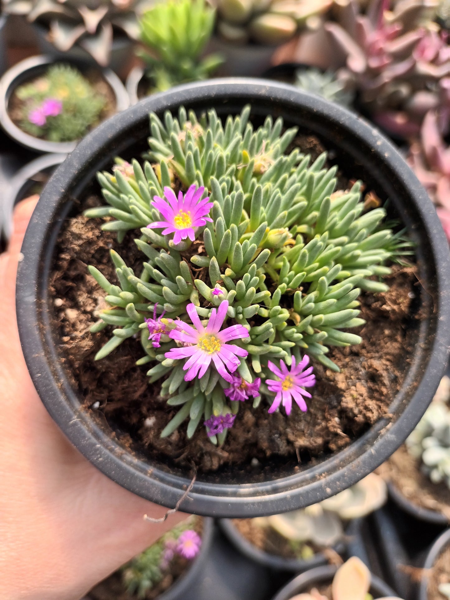 Delosperma Sphalmanthoides