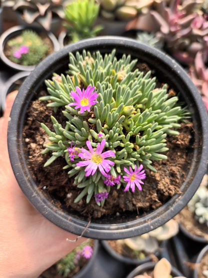 Delosperma Sphalmanthoides