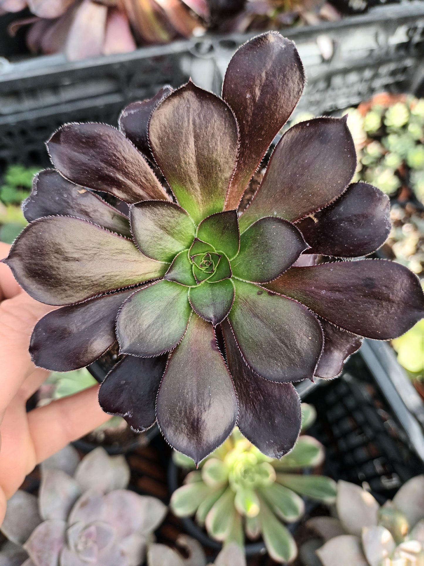 Aeonium voodoo