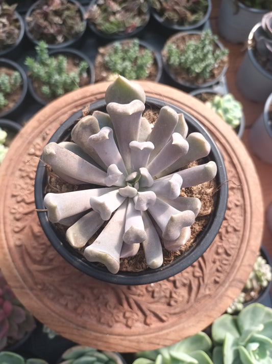 X Graptoveria 'Cupido'