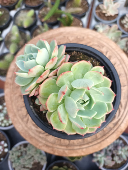 Echeveria pumila glauca