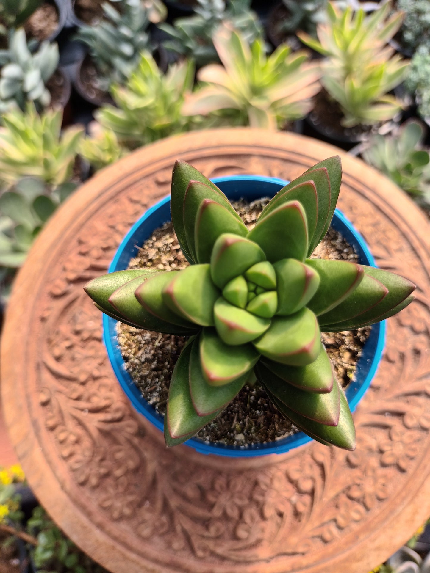 Crassula ben mutación